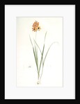 Ixia conica, Ixia masculata; Ixia conique, Orange-colored Ixia by Pierre Joseph Redouté