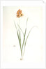 Ixia conica, Ixia masculata; Ixia conique, Orange-colored Ixia by Pierre Joseph Redouté