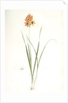 Ixia conica, Ixia masculata; Ixia conique, Orange-colored Ixia by Pierre Joseph Redouté