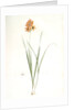 Ixia conica, Ixia masculata; Ixia conique, Orange-colored Ixia by Pierre Joseph Redouté
