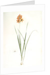 Ixia conica, Ixia masculata; Ixia conique, Orange-colored Ixia by Pierre Joseph Redouté