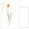 Ixia conica, Ixia masculata; Ixia conique, Orange-colored Ixia by Pierre Joseph Redouté