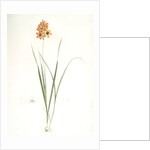 Ixia conica, Ixia masculata; Ixia conique, Orange-colored Ixia by Pierre Joseph Redouté