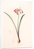 Cyrtanthus angustifolius, Cyrtanthus uniflorus; Cyrtanthe à feuilles étroites, Fire lily by Pierre Joseph Redouté