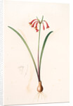 Cyrtanthus angustifolius, Cyrtanthus uniflorus; Cyrtanthe à feuilles étroites, Fire lily by Pierre Joseph Redouté