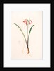 Cyrtanthus angustifolius, Cyrtanthus uniflorus; Cyrtanthe à feuilles étroites, Fire lily by Pierre Joseph Redouté