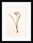 Cyrtanthus angustifolius, Cyrtanthus uniflorus; Cyrtanthe à feuilles étroites, Fire lily by Pierre Joseph Redouté