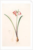 Cyrtanthus angustifolius, Cyrtanthus uniflorus; Cyrtanthe à feuilles étroites, Fire lily by Pierre Joseph Redouté