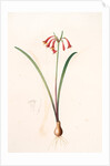 Cyrtanthus angustifolius, Cyrtanthus uniflorus; Cyrtanthe à feuilles étroites, Fire lily by Pierre Joseph Redouté