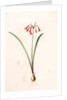Cyrtanthus angustifolius, Cyrtanthus uniflorus; Cyrtanthe à feuilles étroites, Fire lily by Pierre Joseph Redouté