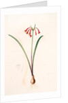 Cyrtanthus angustifolius, Cyrtanthus uniflorus; Cyrtanthe à feuilles étroites, Fire lily by Pierre Joseph Redouté