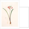 Cyrtanthus angustifolius, Cyrtanthus uniflorus; Cyrtanthe à feuilles étroites, Fire lily by Pierre Joseph Redouté