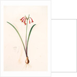 Cyrtanthus angustifolius, Cyrtanthus uniflorus; Cyrtanthe à feuilles étroites, Fire lily by Pierre Joseph Redouté