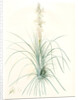 Asphodelus tauricus, Asphodeline taurica; Asphodèle taurique; Jacob's rod by Pierre Joseph Redouté