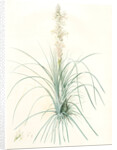 Asphodelus tauricus, Asphodeline taurica; Asphodèle taurique; Jacob's rod by Pierre Joseph Redouté