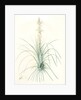 Asphodelus tauricus, Asphodeline taurica; Asphodèle taurique; Jacob's rod by Pierre Joseph Redouté