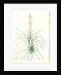 Asphodelus tauricus, Asphodeline taurica; Asphodèle taurique; Jacob's rod by Pierre Joseph Redouté