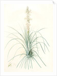 Asphodelus tauricus, Asphodeline taurica; Asphodèle taurique; Jacob's rod by Pierre Joseph Redouté