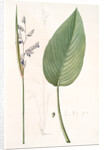 Peronia stricta, Thalia dealbata; Péronie, Powdery Alligator Flag by Pierre Joseph Redouté