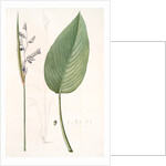 Peronia stricta, Thalia dealbata; Péronie, Powdery Alligator Flag by Pierre Joseph Redouté
