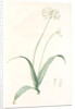 Allium album, Allium subhirsutum; Ail blanc, Hairy garlic by Pierre Joseph Redouté