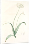 Allium album, Allium subhirsutum; Ail blanc, Hairy garlic by Pierre Joseph Redouté