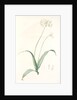Allium album, Allium subhirsutum; Ail blanc, Hairy garlic by Pierre Joseph Redouté