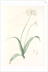 Allium album, Allium subhirsutum; Ail blanc, Hairy garlic by Pierre Joseph Redouté