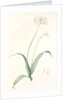 Allium album, Allium subhirsutum; Ail blanc, Hairy garlic by Pierre Joseph Redouté
