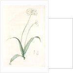 Allium album, Allium subhirsutum; Ail blanc, Hairy garlic by Pierre Joseph Redouté