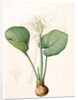 Pancratium amboinense, Eurycles sylvestris; Pancrace d'Amboine; Brisbane Lily by Pierre Joseph Redouté