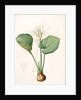 Pancratium amboinense, Eurycles sylvestris; Pancrace d'Amboine; Brisbane Lily by Pierre Joseph Redouté