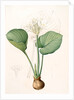 Pancratium amboinense, Eurycles sylvestris; Pancrace d'Amboine; Brisbane Lily by Pierre Joseph Redouté