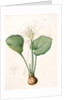 Pancratium amboinense, Eurycles sylvestris; Pancrace d'Amboine; Brisbane Lily by Pierre Joseph Redouté