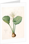 Pancratium amboinense, Eurycles sylvestris; Pancrace d'Amboine; Brisbane Lily by Pierre Joseph Redouté