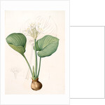 Pancratium amboinense, Eurycles sylvestris; Pancrace d'Amboine; Brisbane Lily by Pierre Joseph Redouté