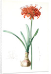 Amaryllis curvifolia, Nerine curvifolia; Amryllis, Glaucous-leaved Amrylis by Pierre Joseph Redouté