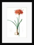 Amaryllis curvifolia, Nerine curvifolia; Amryllis, Glaucous-leaved Amrylis by Pierre Joseph Redouté