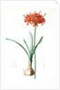 Amaryllis curvifolia, Nerine curvifolia; Amryllis, Glaucous-leaved Amrylis by Pierre Joseph Redouté
