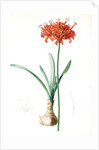 Amaryllis curvifolia, Nerine curvifolia; Amryllis, Glaucous-leaved Amrylis by Pierre Joseph Redouté