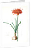 Amaryllis curvifolia, Nerine curvifolia; Amryllis, Glaucous-leaved Amrylis by Pierre Joseph Redouté