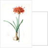 Amaryllis curvifolia, Nerine curvifolia; Amryllis, Glaucous-leaved Amrylis by Pierre Joseph Redouté