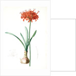 Amaryllis curvifolia, Nerine curvifolia; Amryllis, Glaucous-leaved Amrylis by Pierre Joseph Redouté
