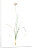 Allium lusitanicum, Allium angulosum; Ail de Portugal, Garlic of the mountains, Garlic of Lusitanie by Pierre Joseph Redouté