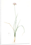 Allium lusitanicum, Allium angulosum; Ail de Portugal, Garlic of the mountains, Garlic of Lusitanie by Pierre Joseph Redouté