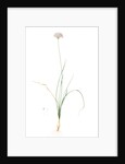 Allium lusitanicum, Allium angulosum; Ail de Portugal, Garlic of the mountains, Garlic of Lusitanie by Pierre Joseph Redouté
