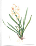 Epidendrum sinense, Cymbidium sinense; Epindendre de Chine, Chinese Epidendrum by Pierre Joseph Redouté