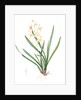 Epidendrum sinense, Cymbidium sinense; Epindendre de Chine, Chinese Epidendrum by Pierre Joseph Redouté