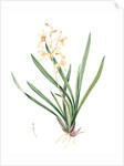 Epidendrum sinense, Cymbidium sinense; Epindendre de Chine, Chinese Epidendrum by Pierre Joseph Redouté