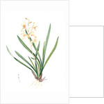 Epidendrum sinense, Cymbidium sinense; Epindendre de Chine, Chinese Epidendrum by Pierre Joseph Redouté